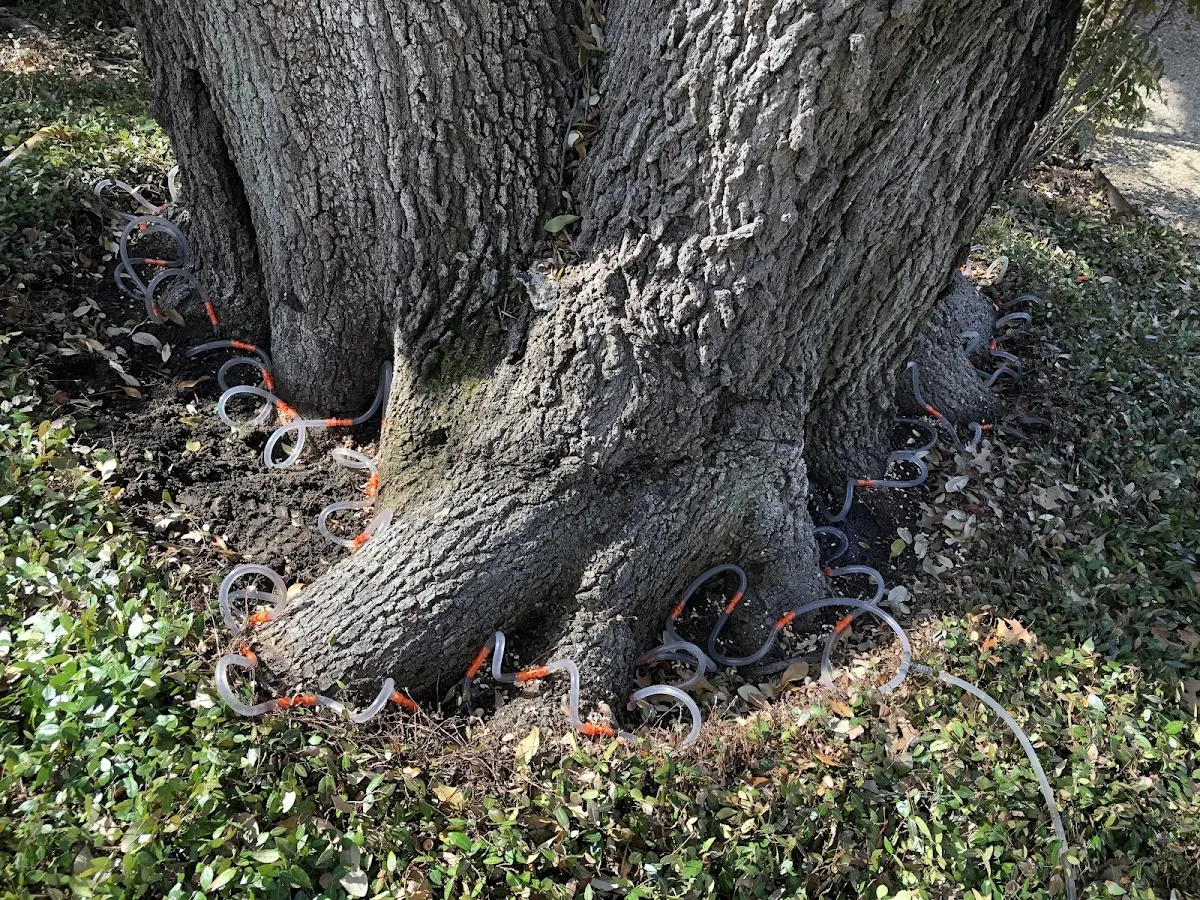 Detailed Tree Cabling and Bracing job site in Sekiu